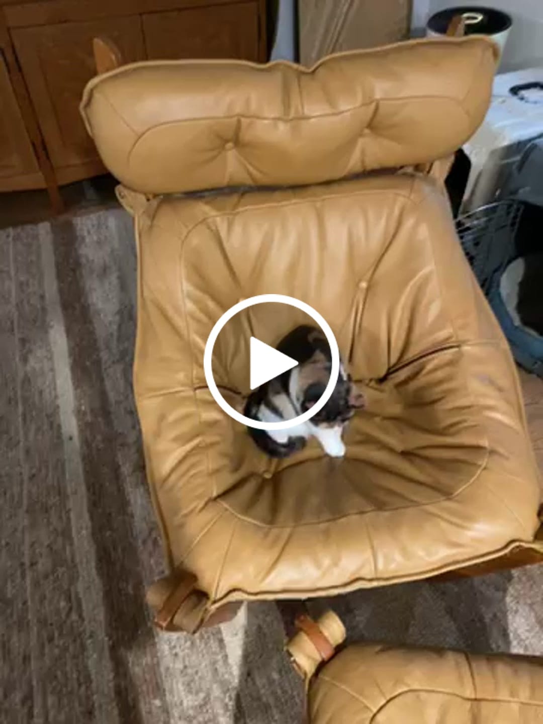 Customer video review of Chicken Dinner - 12lb 8/case