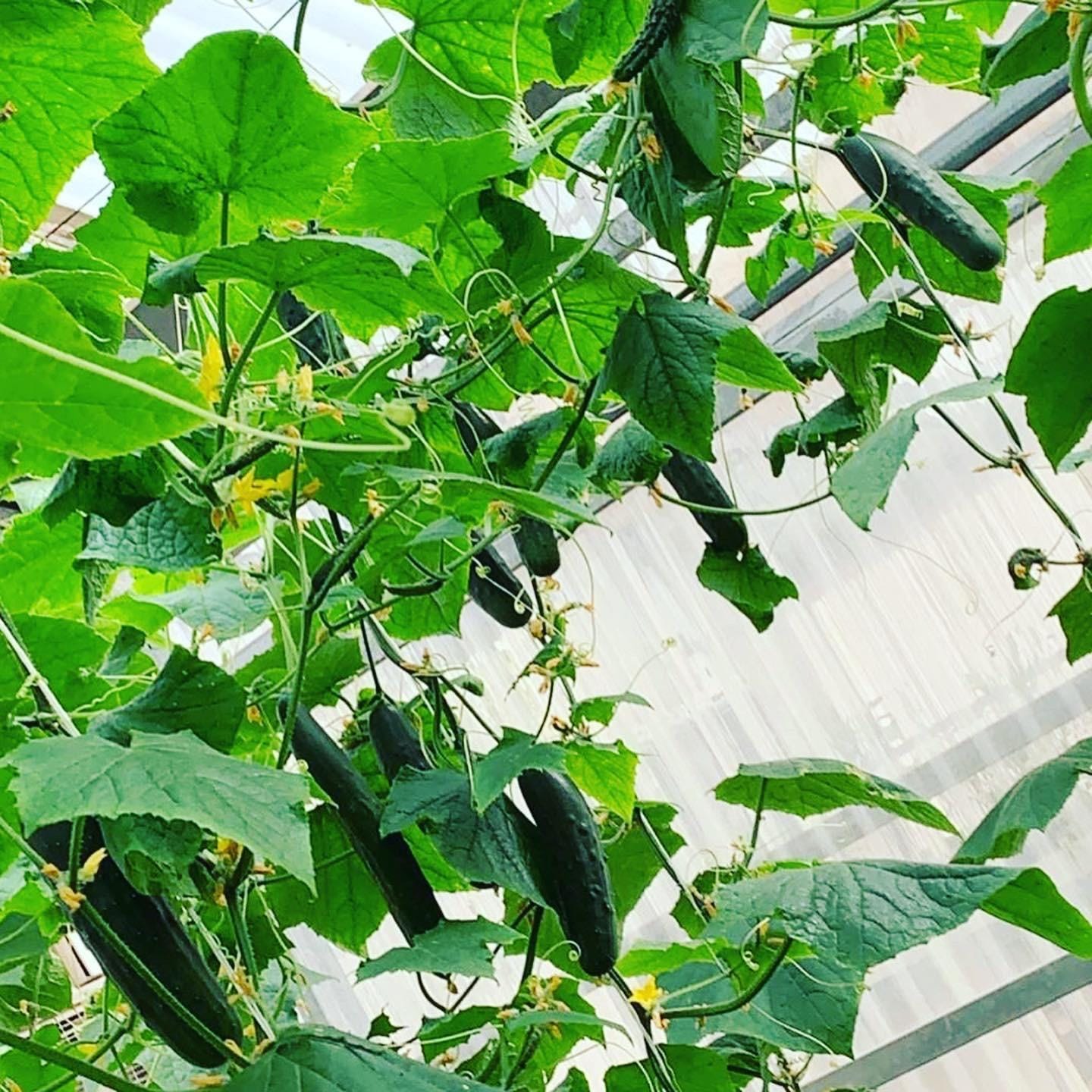 Customer photo review of Seed Starting Microgreen Mix