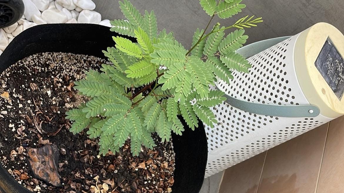 Customer photo review of Potting Soil Mix