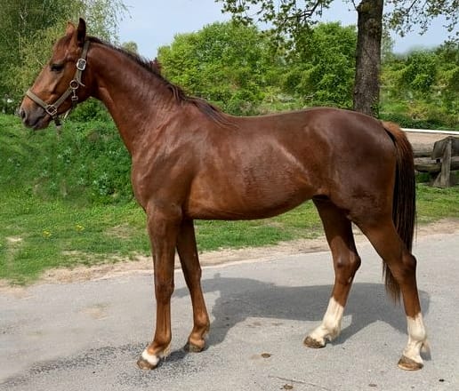Customer photo review of Kristallkraft Bronchiale
