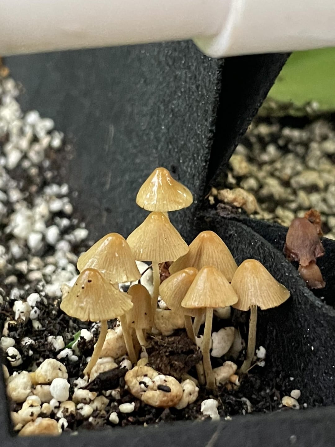 Customer photo review of Potting Soil Mix