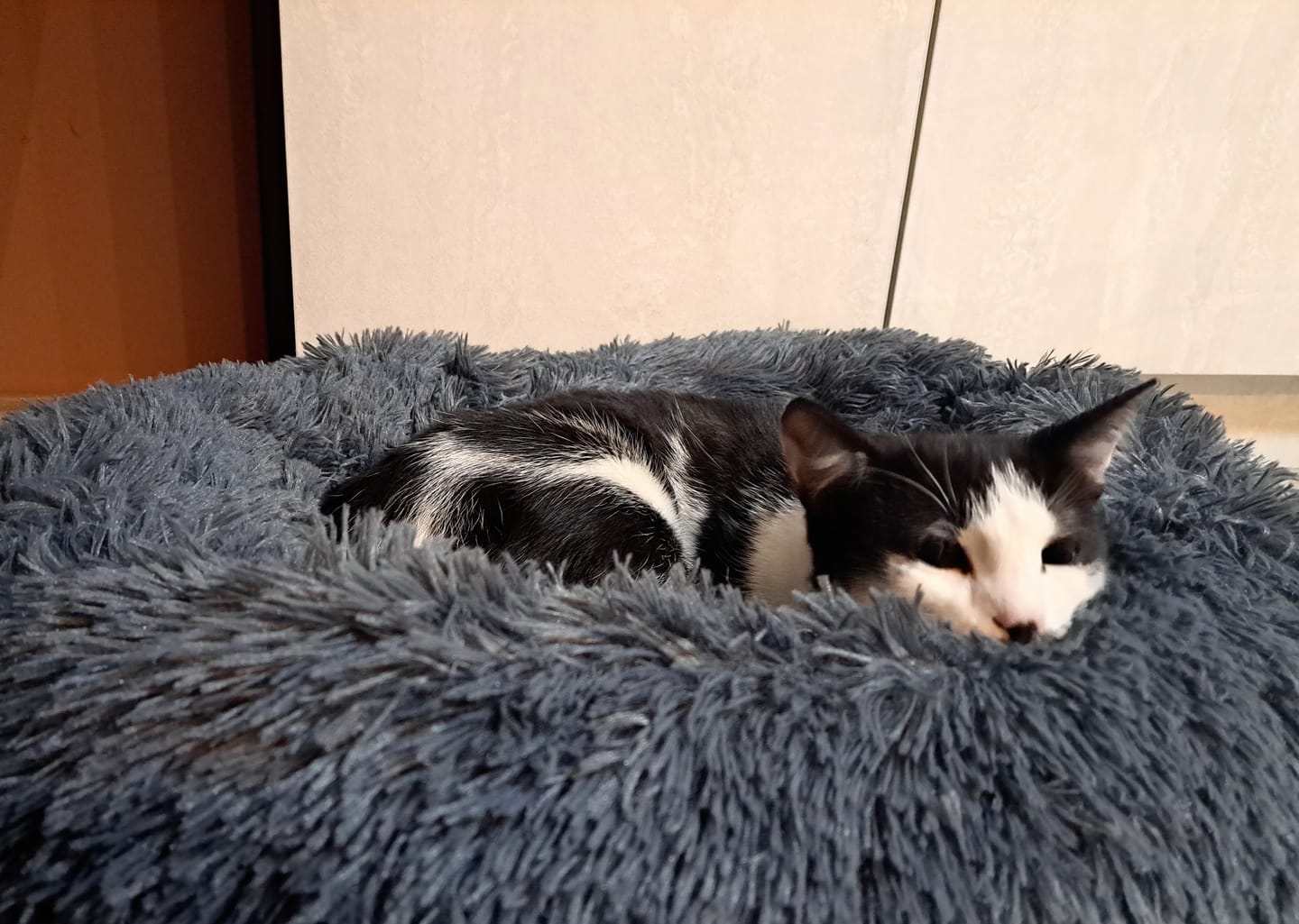 Customer photo review of Umirujući Krevet za Pse