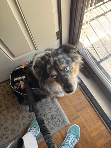 Customer photo review of NEW Upgraded Tactical No-Pull Team K9™ Dog Harness with 4 Quick-Release Metal Buckles, Reinforced Front & Back D-Rings, Hook & Loop Panels, Adjustable Straps, Reflective Strips, & Top Handle