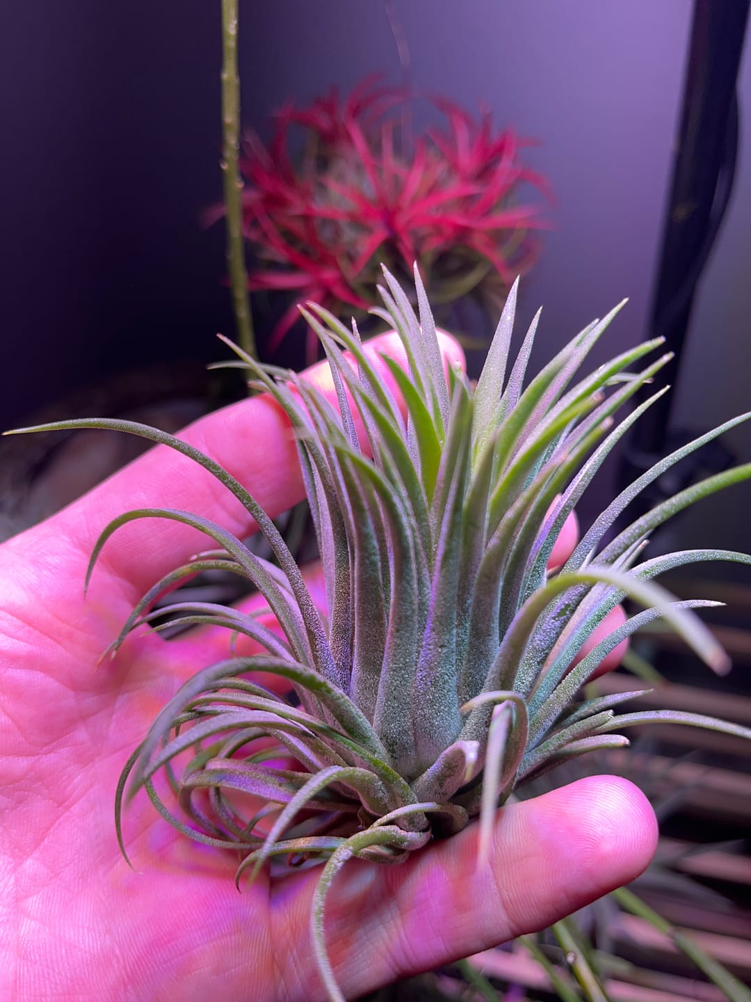 Customer photo review of Ionantha Curly Giant