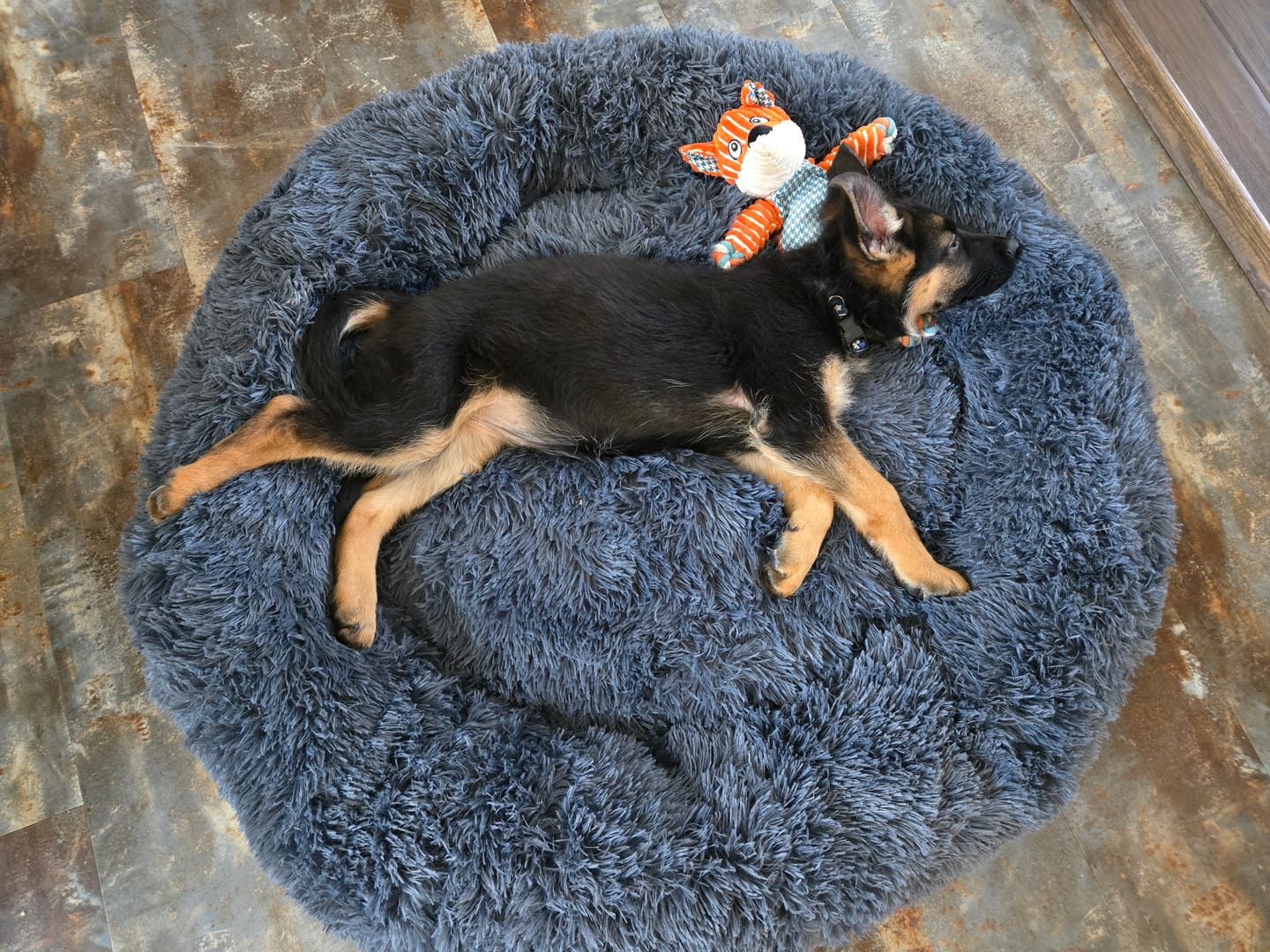 Customer photo review of Brooklyn® Deep Sleep Pet Bed