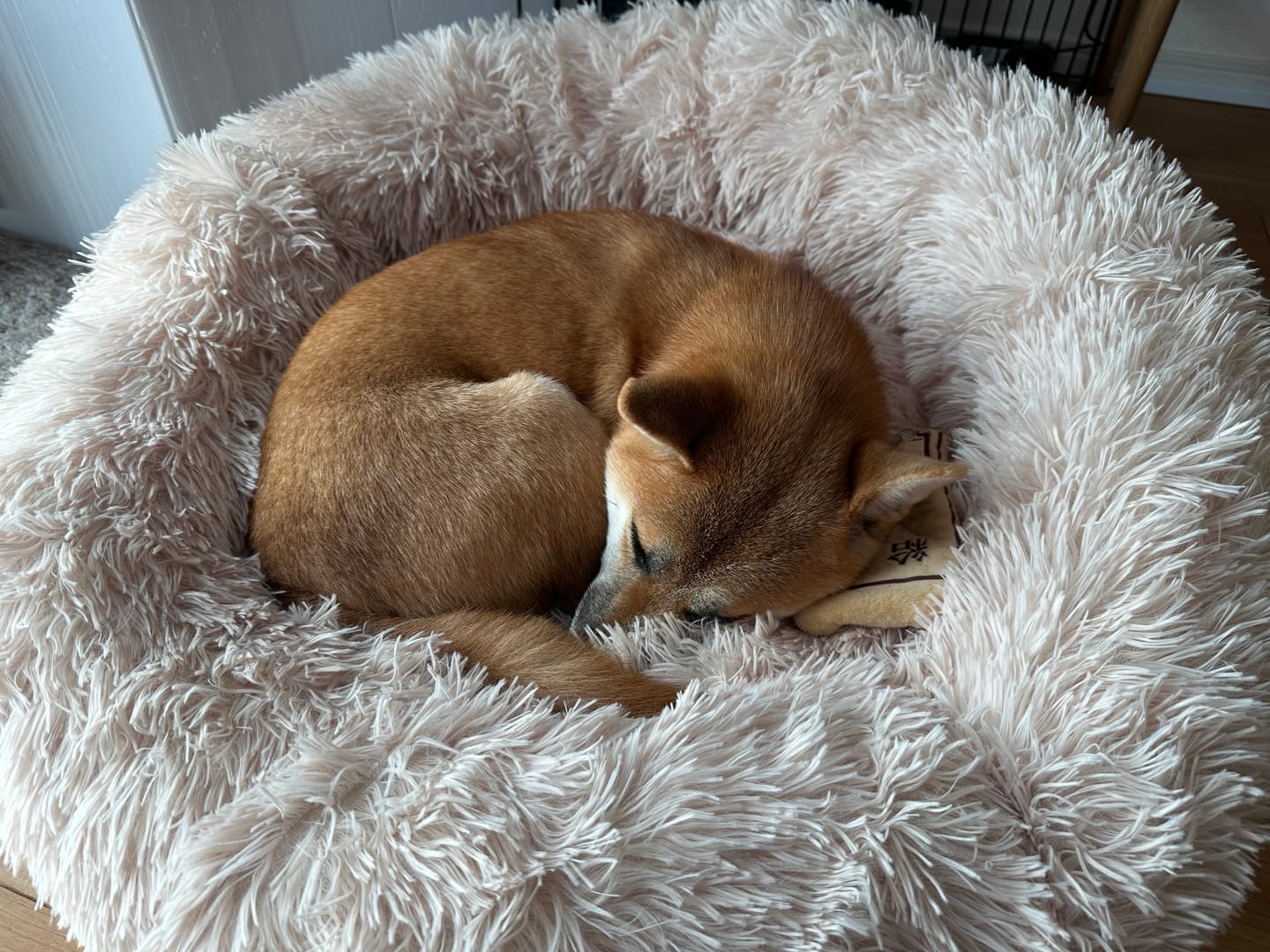 Customer photo review of 替えカバー（ペットが安らぐベッド専用）
