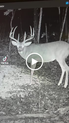 Customer video review of Beast Broadheads (2-Pack + Practice Tip)