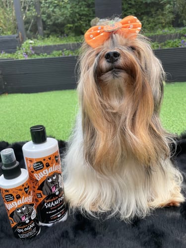 Customer photo review of Spooky Edition: Pumpkin Latte Bundle (Shampoo + Cologne)