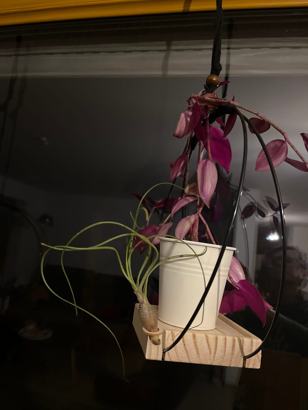 Customer photo review of Tillandsia butzii