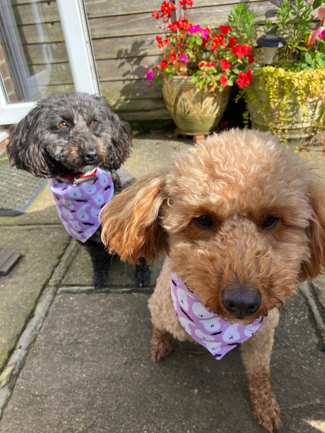 Customer photo review of Bandana Loop Through - Boo-Hoo Hun