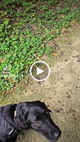 Customer video review of 2.5cm Combat® Collar | With Handle & Rated Clip - Military Tan v2.0