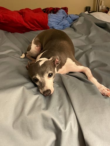 Customer photo review of Silly Legacy® - Thin Reversible Waterproof Protective Cover for Pets and People