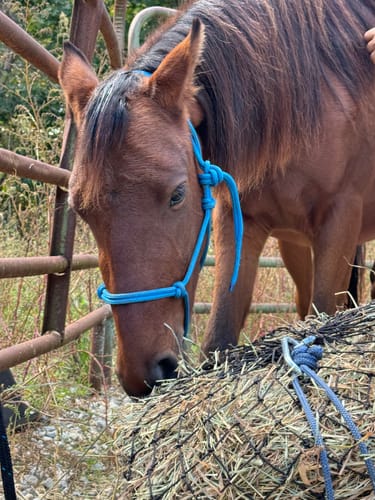 Customer photo review of Hay Chix® Half Bale Net