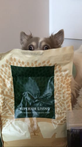 Customer photo review of Essential Foods - Superior Living Foder Small Breed, 2,5 kg.