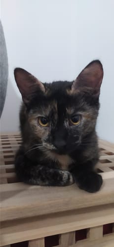 Avis photo d'un client sur Croquettes Chaton Sans Céréales - Poulet & Huile de Saumon