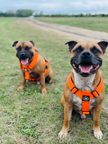 Customer photo review of TRI-Harness® | Anti-Pull, Adjustable & Durable - Dog Trainers Choice - Orange v2.0