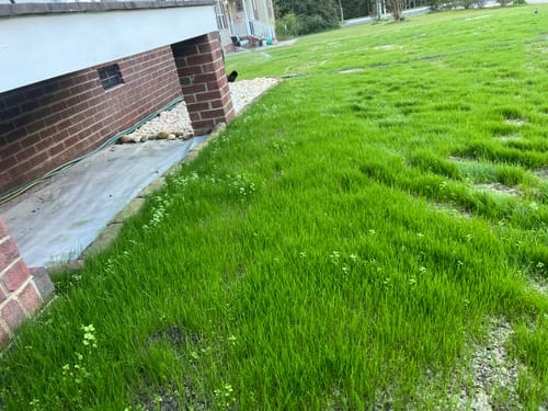 Customer photo review of GCI Turf Type Tall fescue Grass Seed