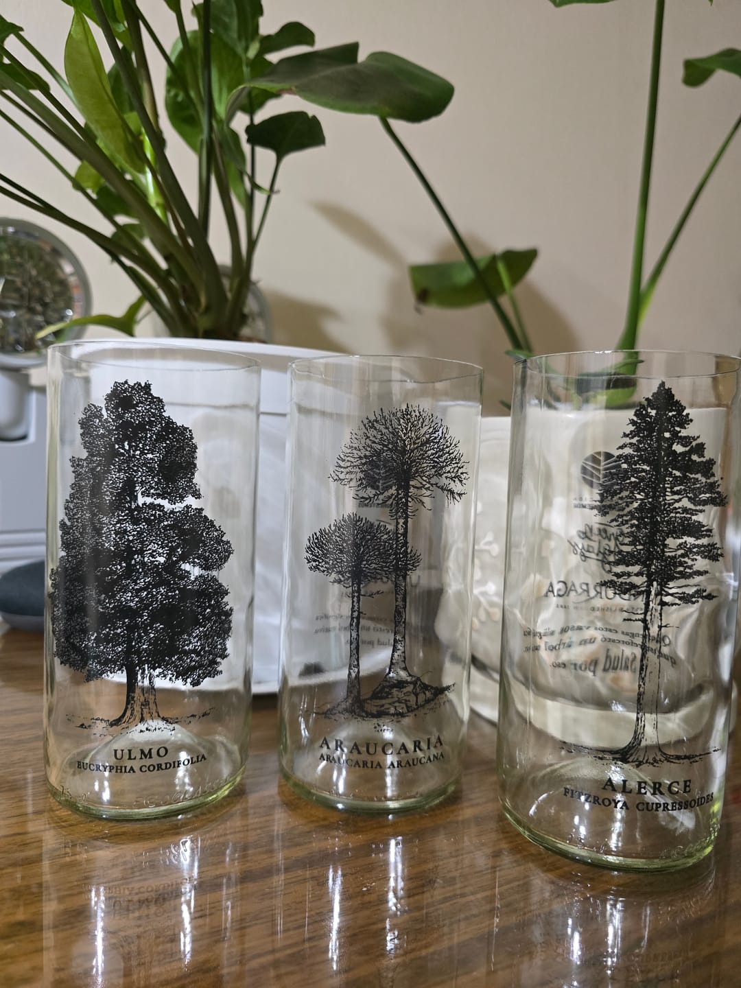 Customer photo review of Juego de 6 Vasos Árboles de Chile