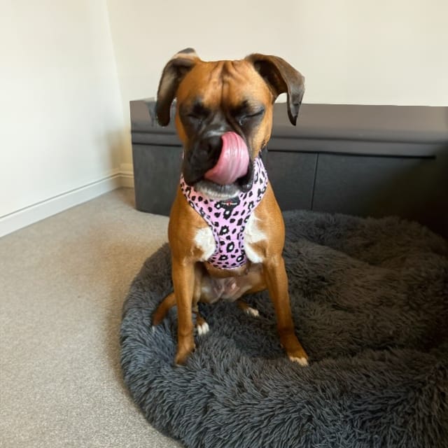 Customer photo review of Funk the Dog Harness | Night Sky