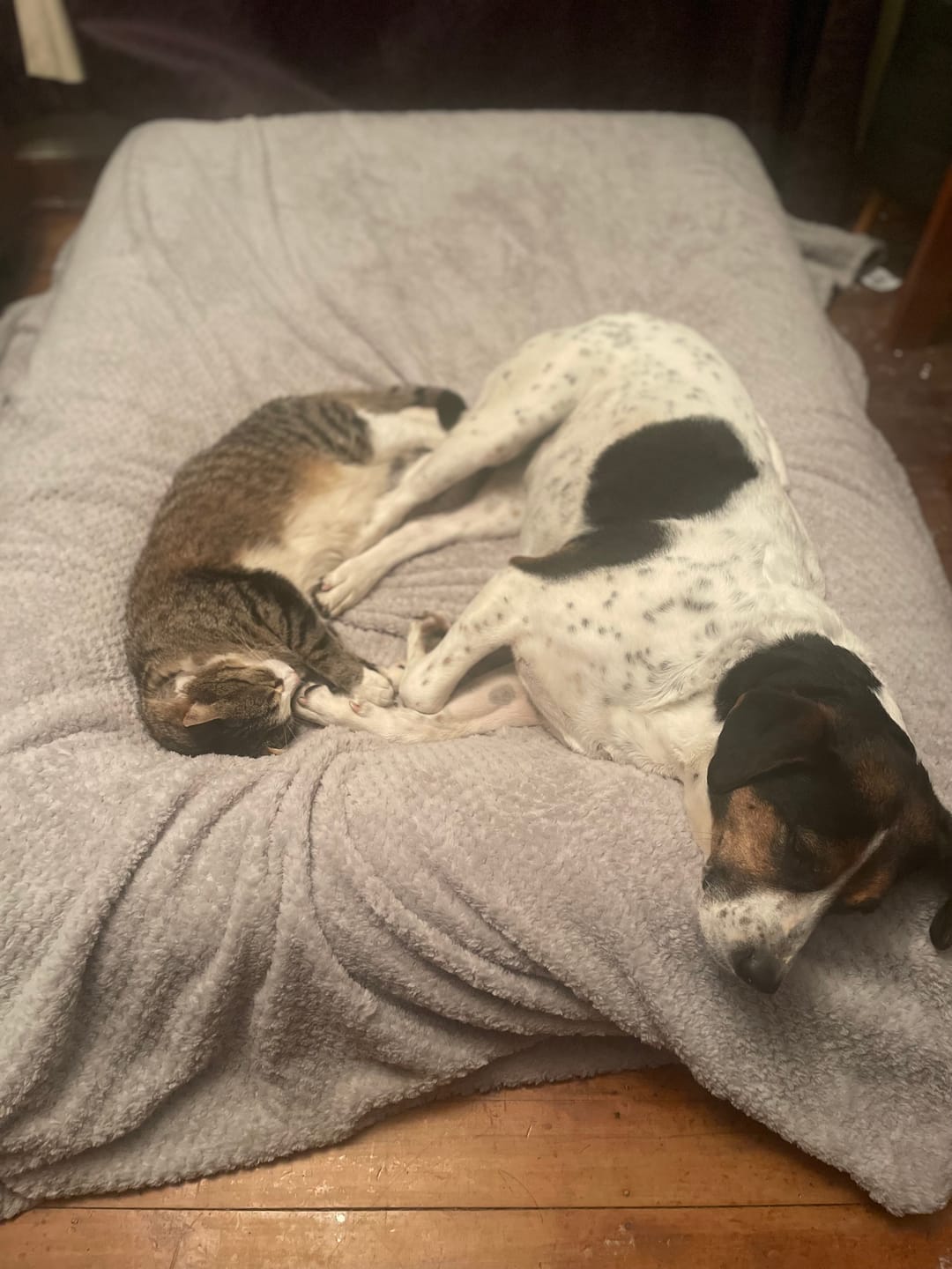 Customer photo review of Calming Cover
