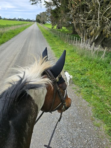 Customer photo review of Lemieux Diamante Acoustic Fly Hood