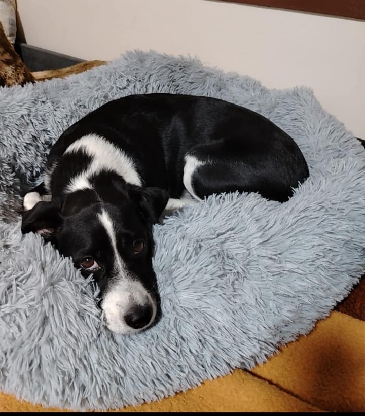 Customer photo review of Umirujući Krevet za Pse