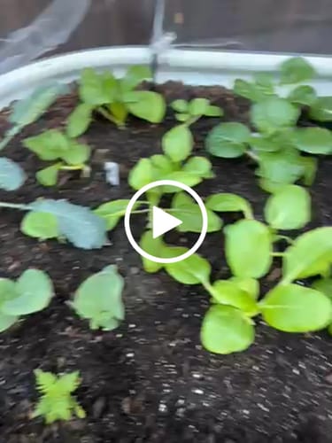 Customer video review of Bok Choy Choko Seeds