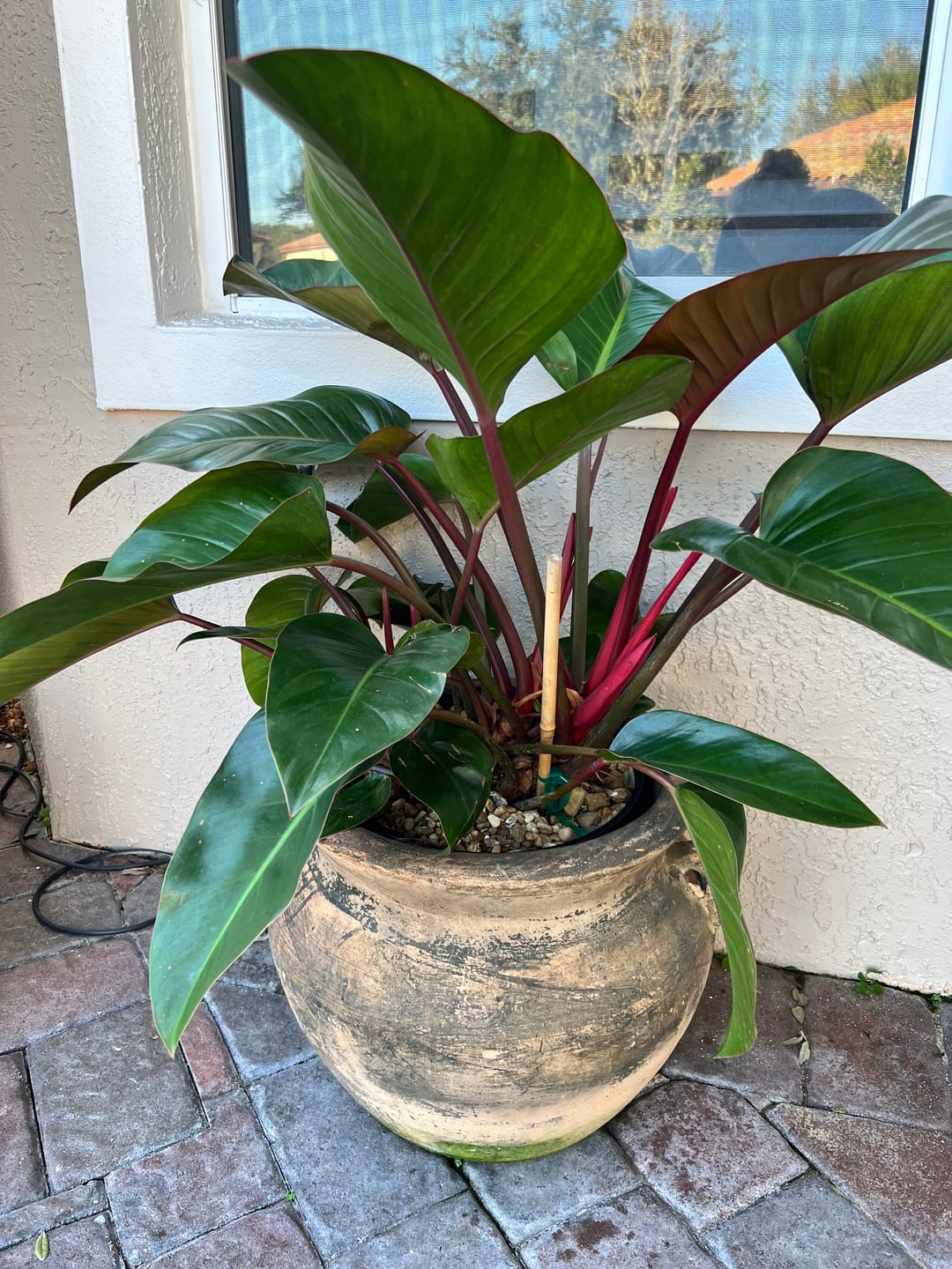 Customer photo review of Philodendron Red Congo, Tropical Forest Plant