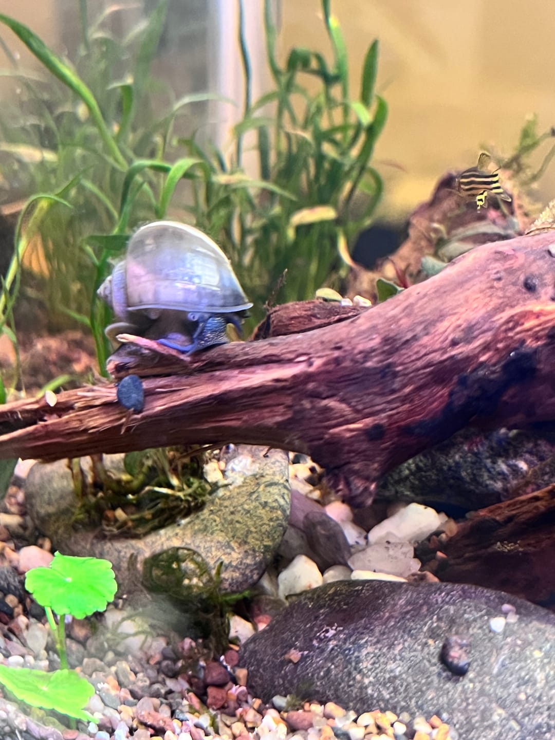 Customer photo review of Blue Mystery Snail