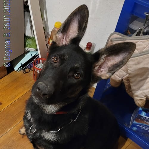 Customer photo review of Detox Bites