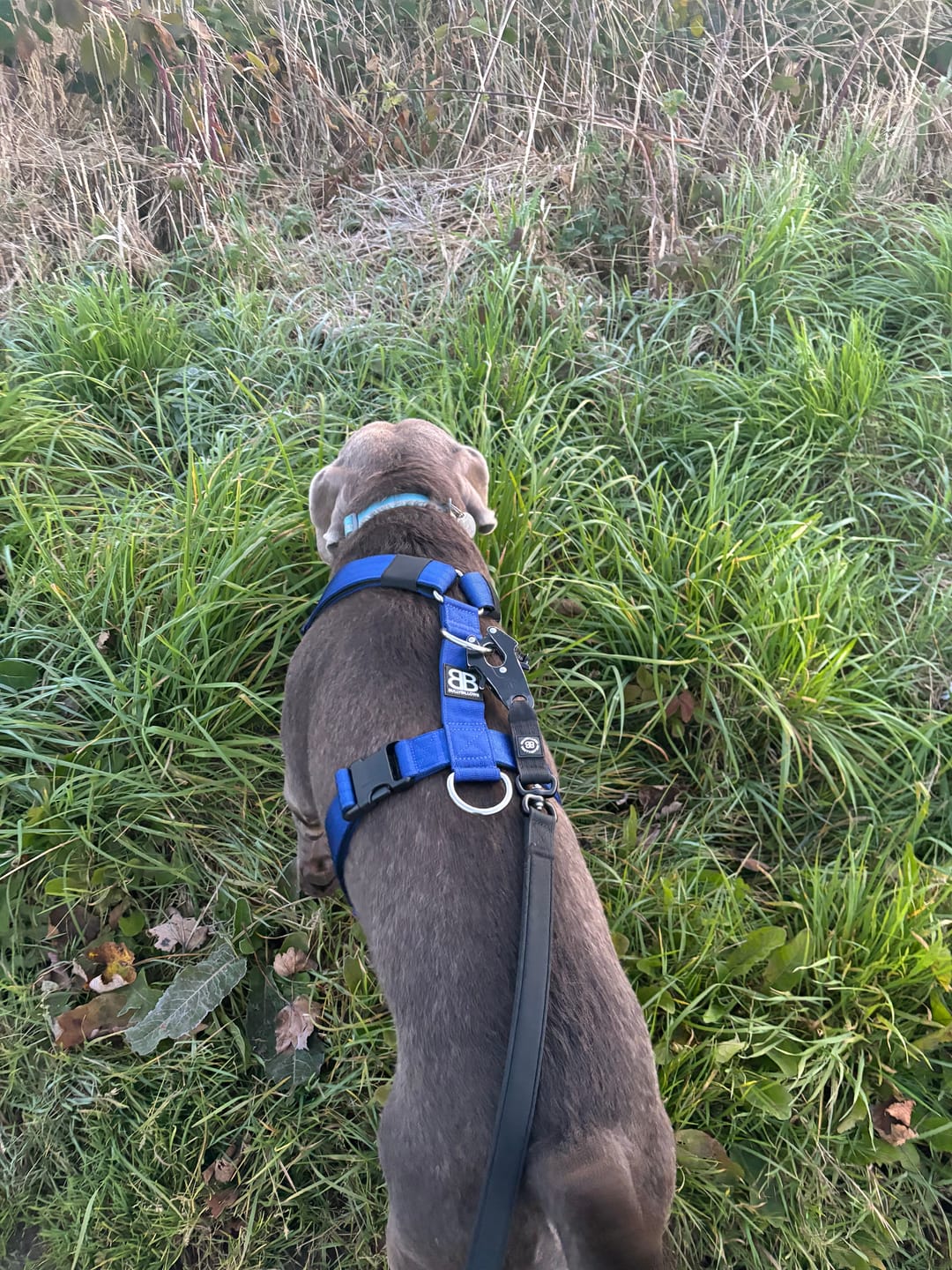 Customer photo review of Training No Pull TRI-Harness® | M-XL Breeds - Blue
