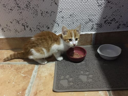Avis photo d'un client sur Coffret Découverte Chaton - 1kg Croquettes + 8 Pâtées + 3 probiotiques