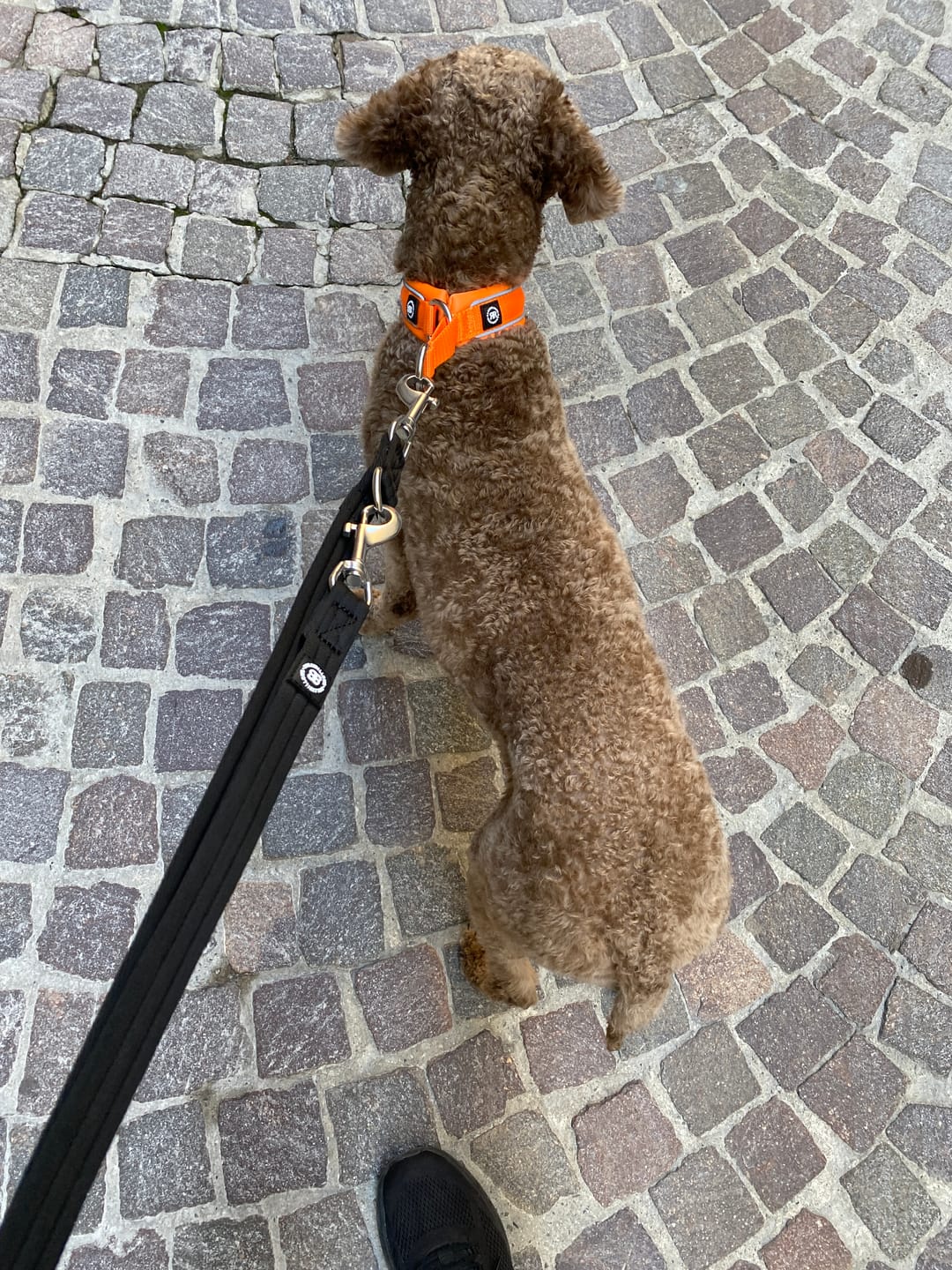 Customer photo review of 3cm Slip on Collar | Soft Padded & Reflective - Orange v2.0