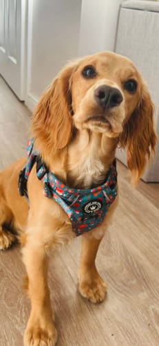 Customer photo review of Trail & Glow® Fabric Dog Lead 5ft - Woodland Magic