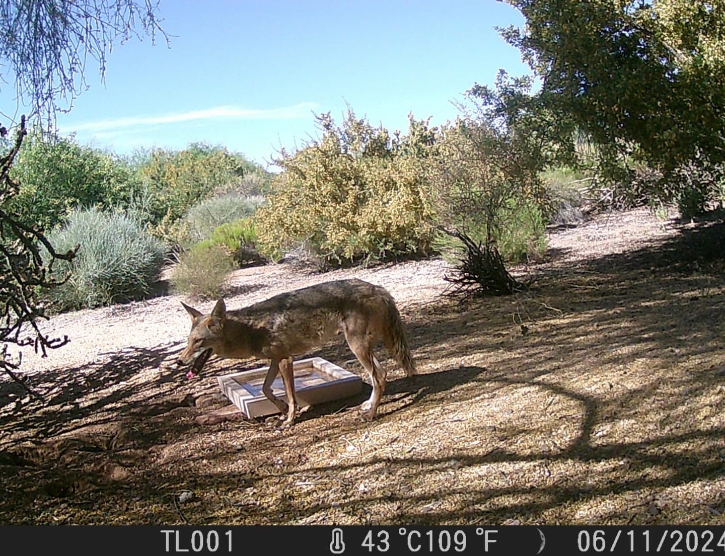 Customer photo review of G600 Trail Camera