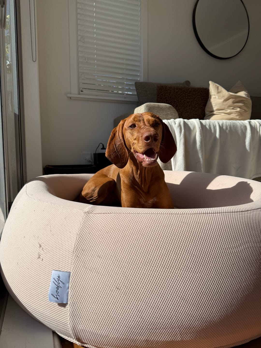 Customer photo review of Brooklyn® Nest Dog Bed