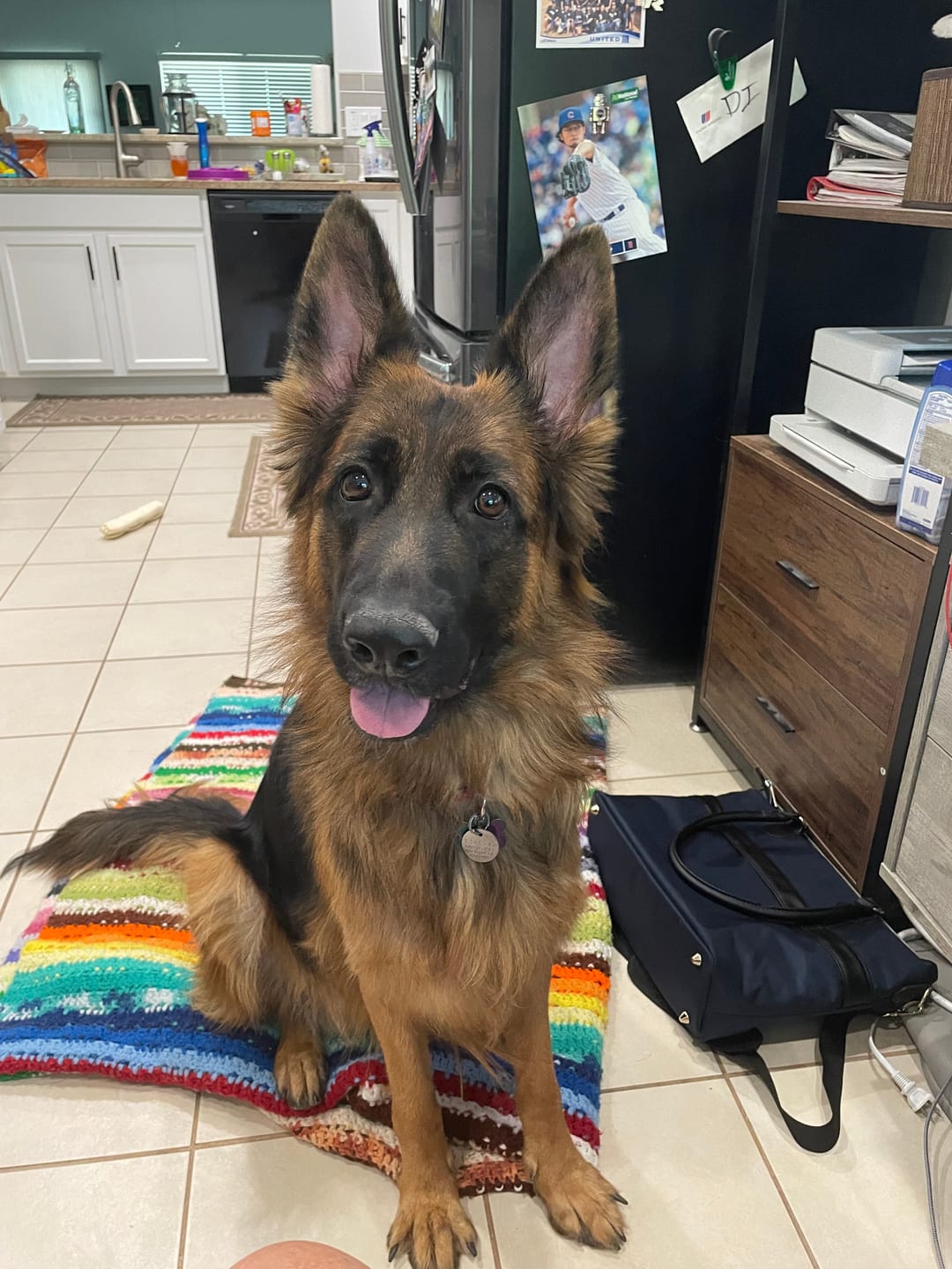 Customer photo review of Daily Support CBD Oil for Pets Over 20lbs