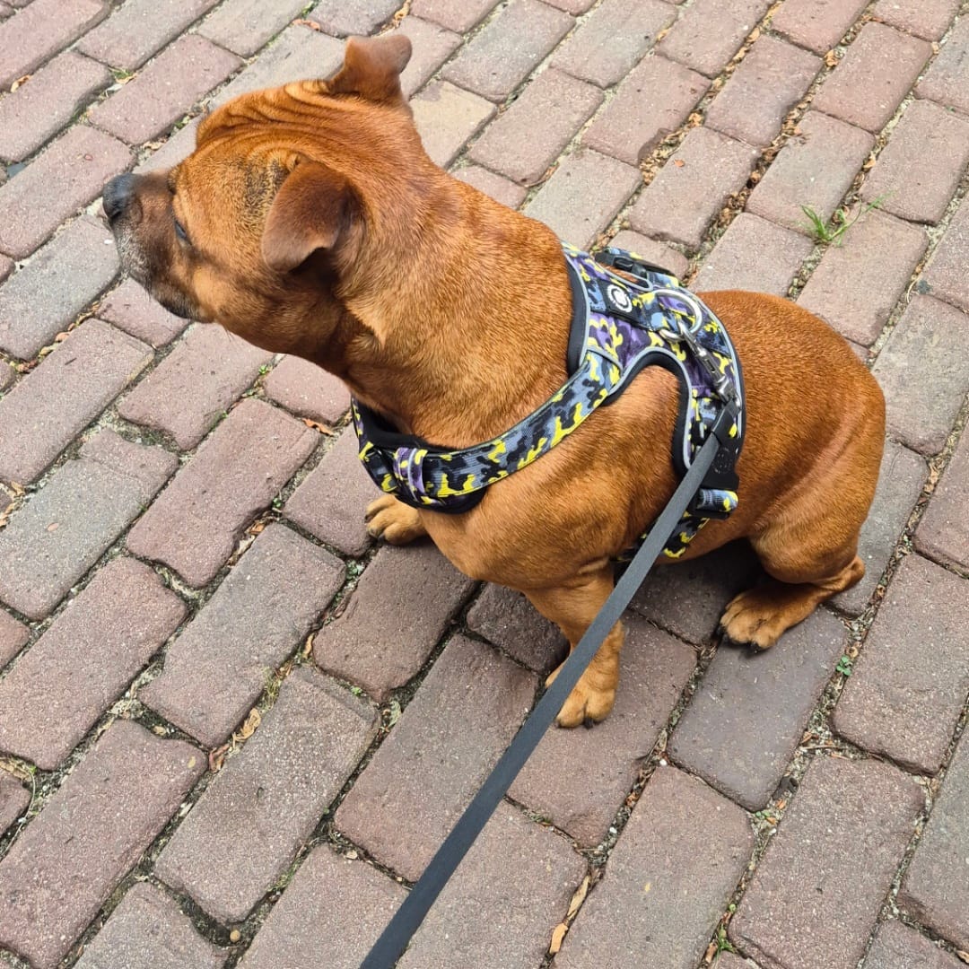 Customer photo review of Premium Comfort Harness | Non Restrictive & Adjustable - Lightning v2.0