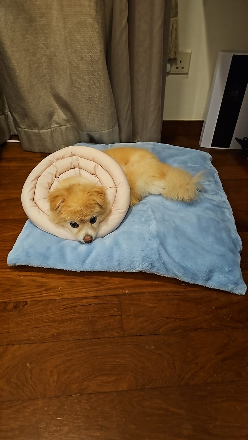 Customer photo review of Sleeping Blanket