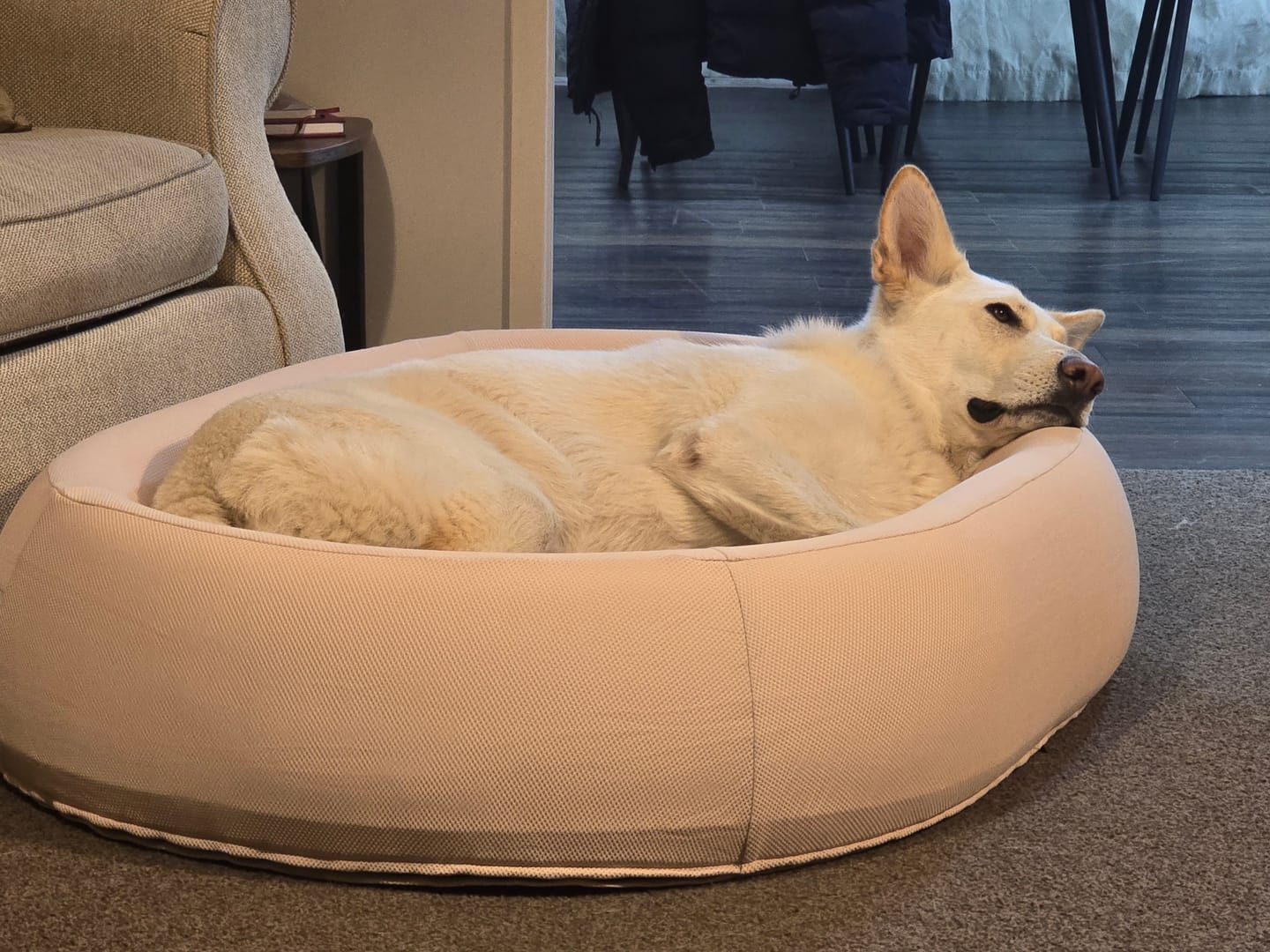 Customer photo review of Brooklyn® Nest Dog Bed