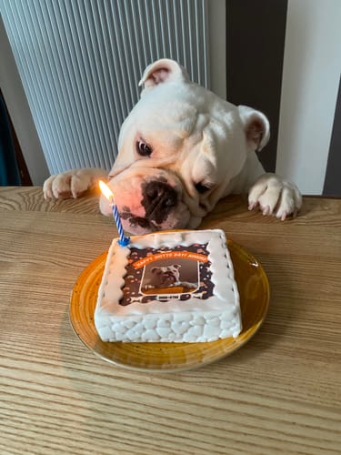 Customer photo review of Fotogenica 2 Torta Per Cani con Fotografia e Messaggio