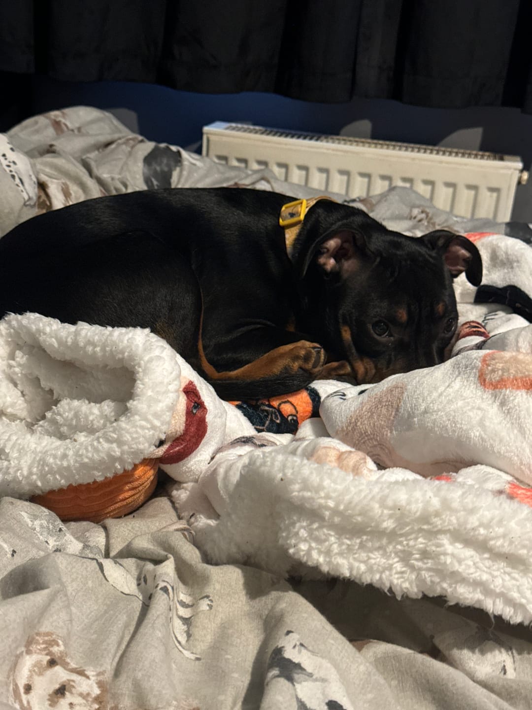 Customer photo review of Luxury Dog & Human Blanket