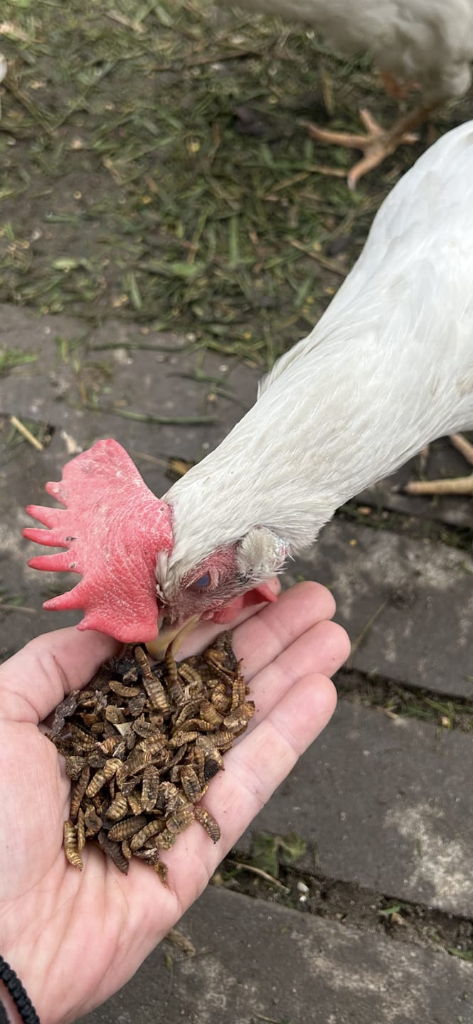 Customer photo review of Hermetia Larven 3 kg
