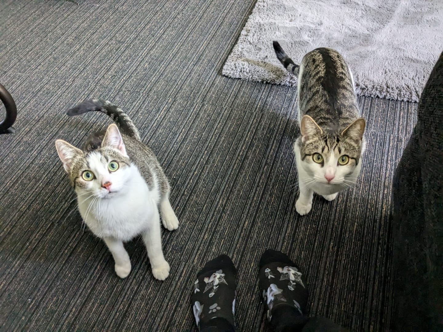 Customer photo review of FaceSock | Custom Cat Socks With Photo