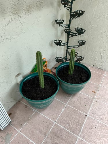 Customer photo review of San Pedro Cactus | Echinopsis (Trichocereus) pachanoi
