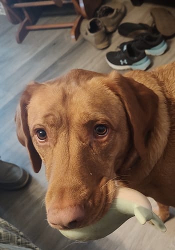 Customer photo review of Gnaw Guard Foam Toys