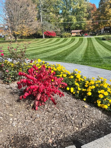 Customer photo review of GCI Turf Type Tall fescue Grass Seed