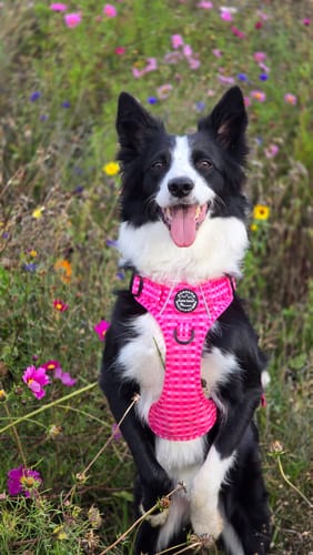 Customer photo review of Tough Trails™ Harness -  Paws To Check