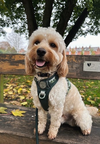 Customer photo review of Tough Trails™ Harness - Walkies Ready® Forest Green