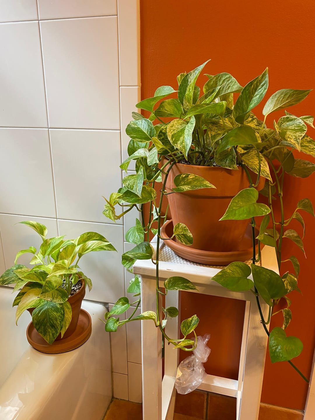 Customer photo review of Pothos Epipremnum aureum 'Marble Queen'